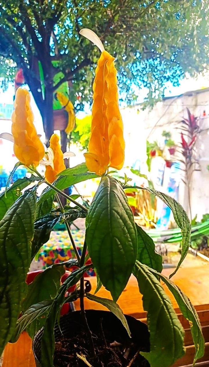 Hostel Recife Bar Quartos Climatizados Das 22H As 8H エクステリア 写真